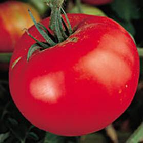 Medium Slicer Tomato Seeds