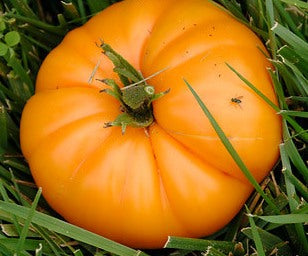 Tomato Brandywine Yellow Heirloom - Seed Kingdom