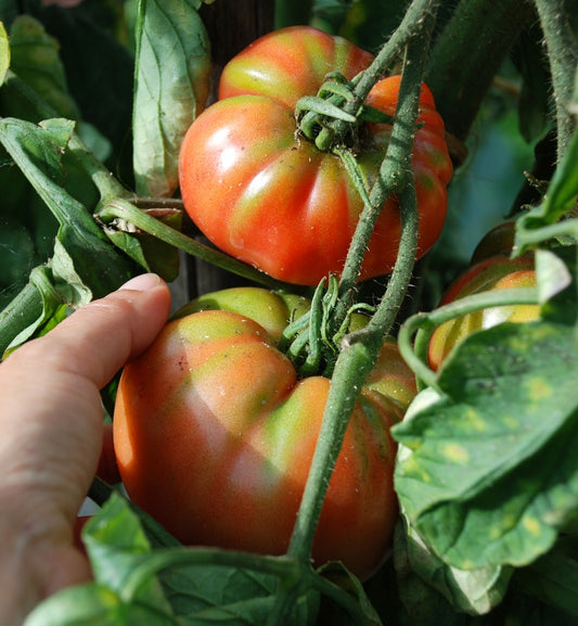 German Johnson Heirloom Certified-Tomato Seed