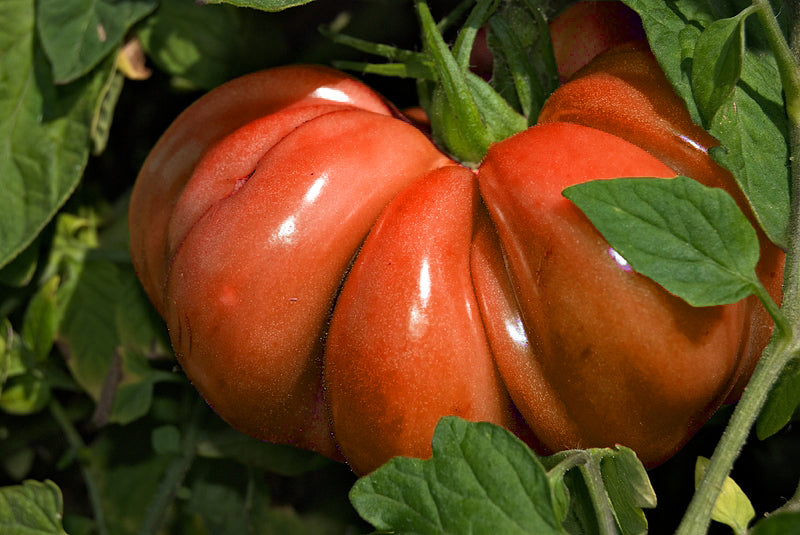 S.O.B. (Son-of-A-Beefsteak) Heirloom Tomato Seed